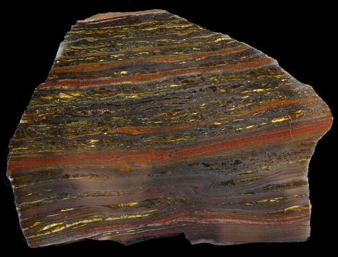 Polished Tiger Iron Stromatolite - ( Billion Years) #46637